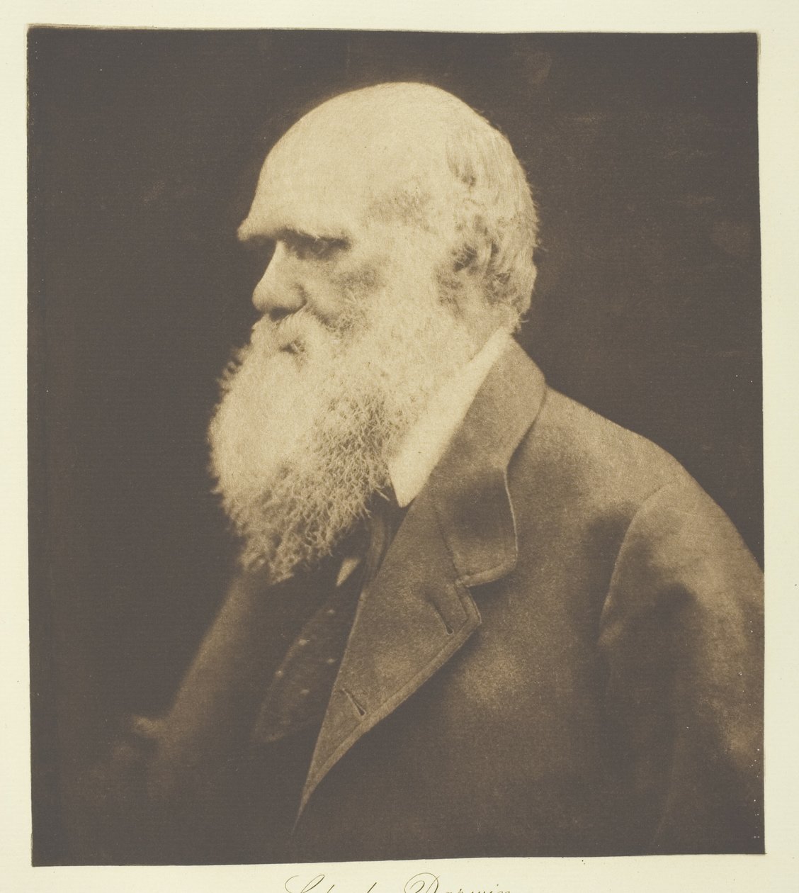 Charles Darwin von Julia Margaret Cameron