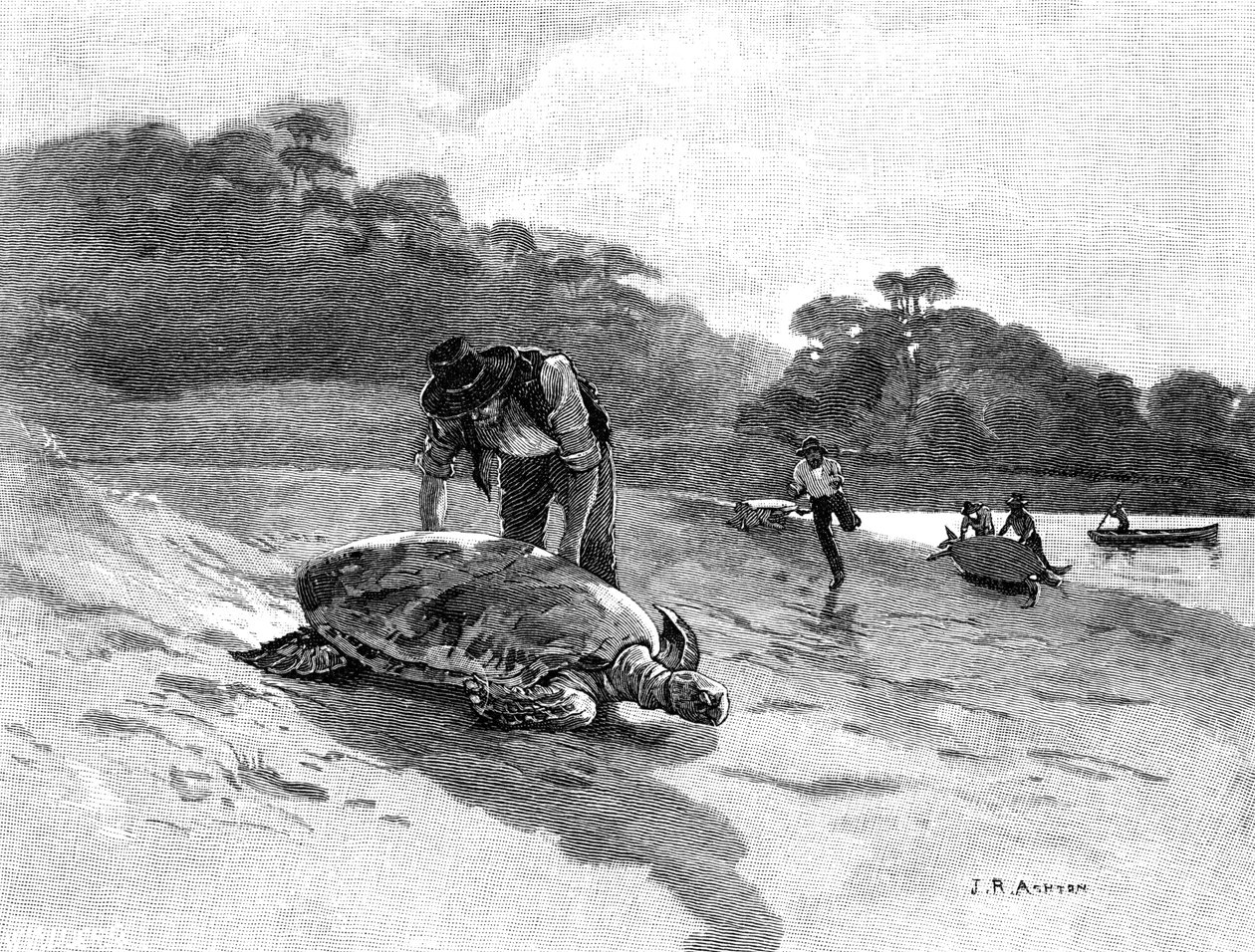 Schildkrötenfang von Julian Ashton