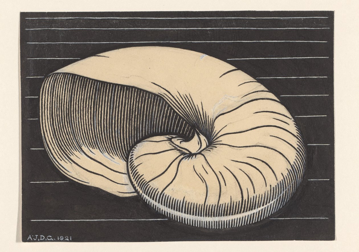 Nautilusschale von Julie de Graag (signed by artist)