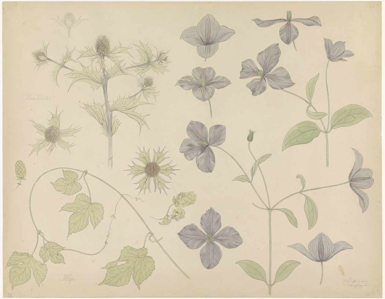 Studienblatt mit Meeresdistel, Hopfen und Clematis von Julie de Graag