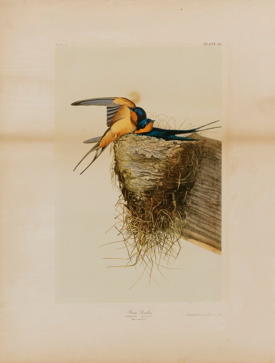Rauchschwalbe von Julius Bien