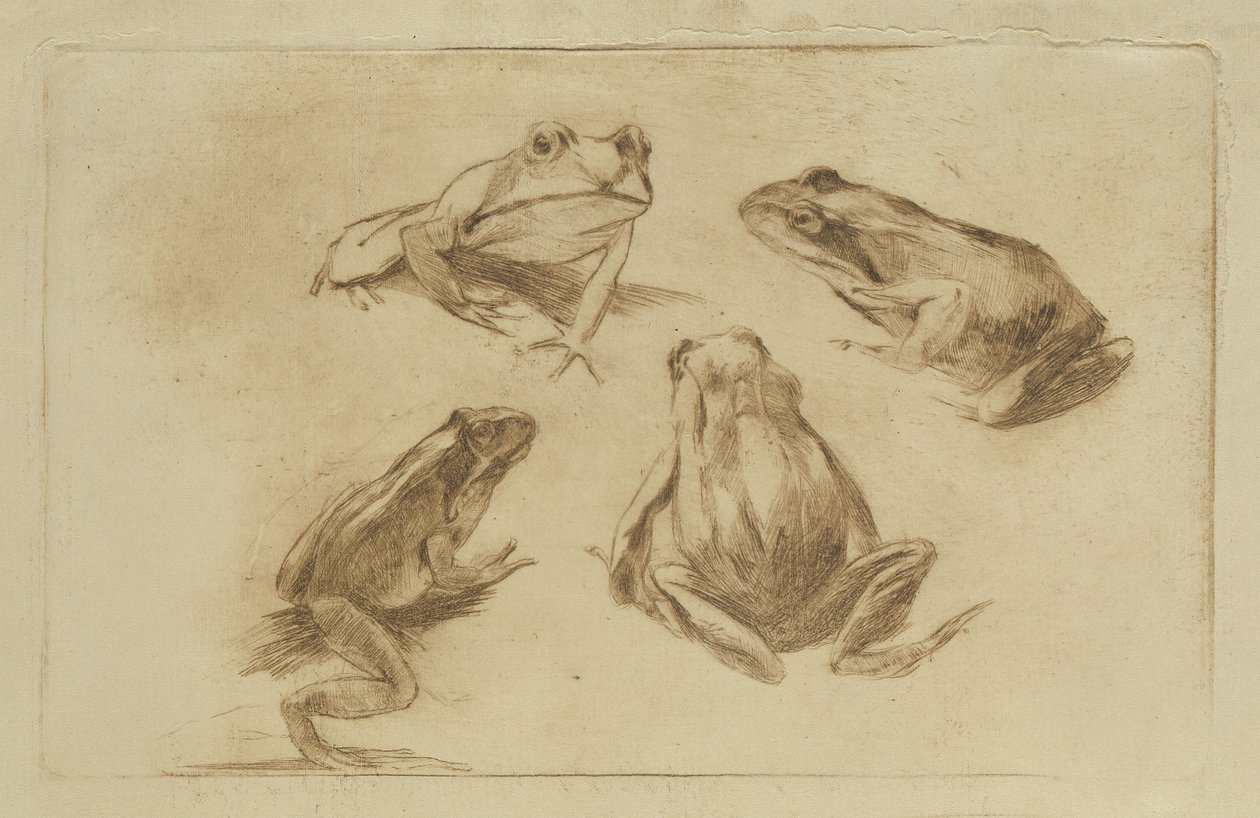 Frösche von Julius Wohlers