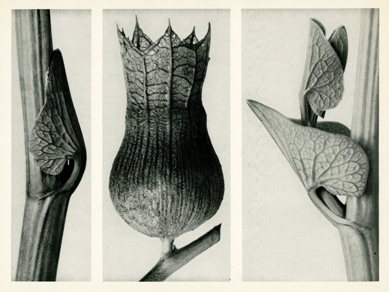 Aristolochia Clematitis, 1929 von Karl Blossfeldt