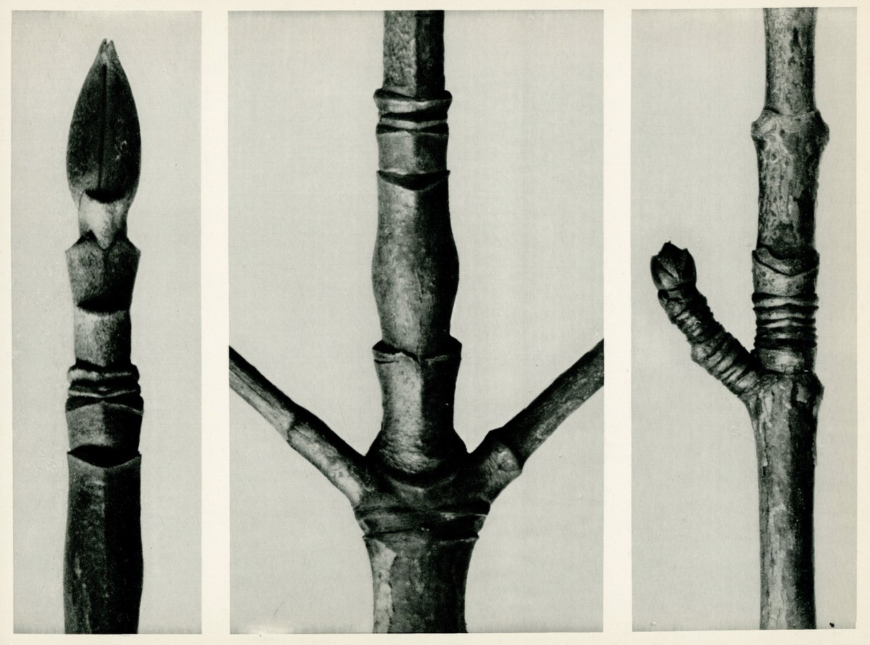 Cornus Nuttalli, 1929 von Karl Blossfeldt