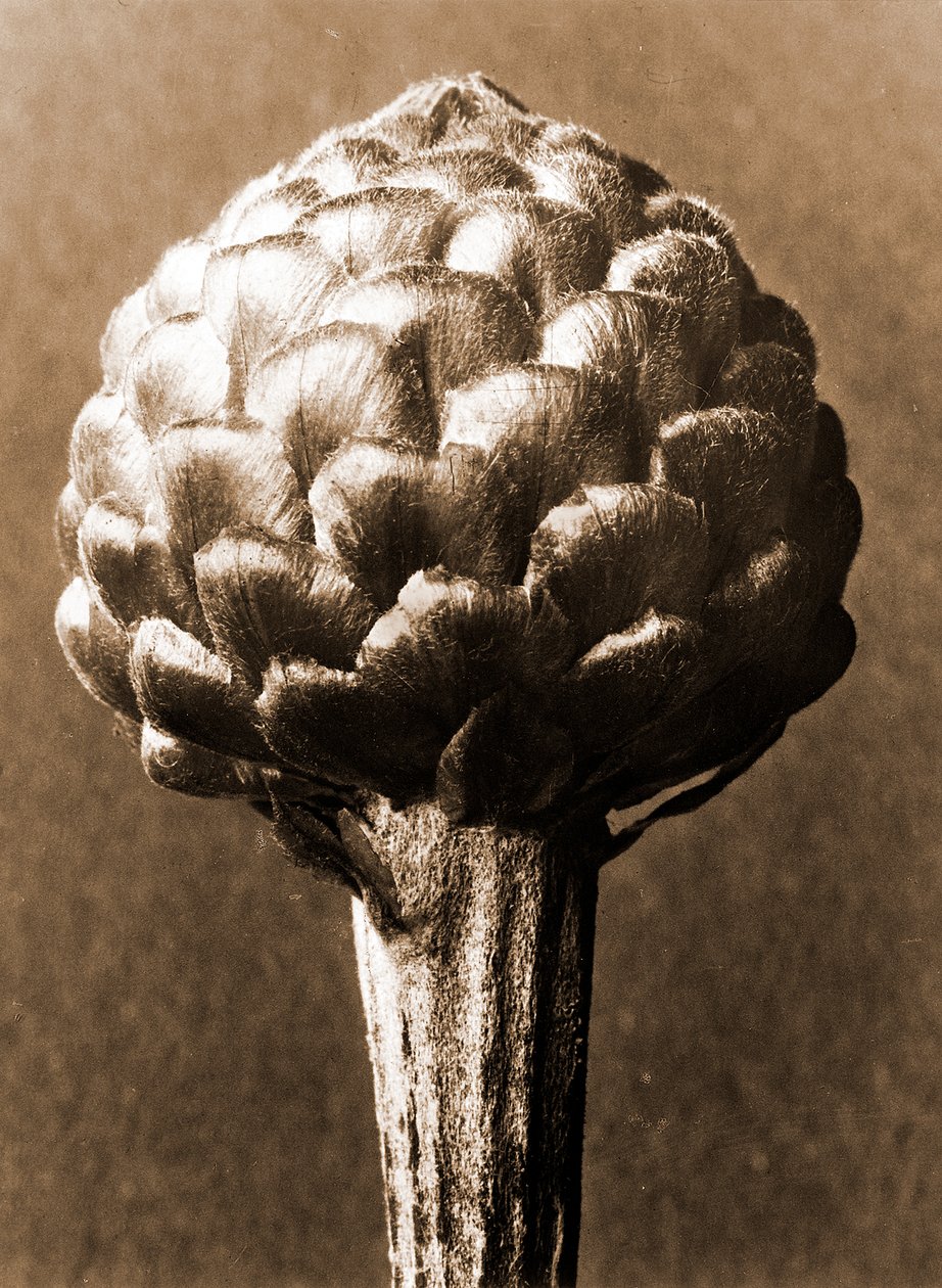 Cynara cardunculus 1929 von Karl Blossfeldt