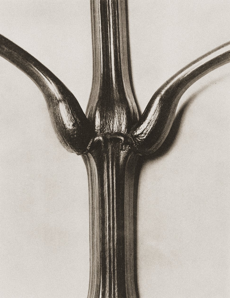 Impatiens glandulifera, 1929 von Karl Blossfeldt