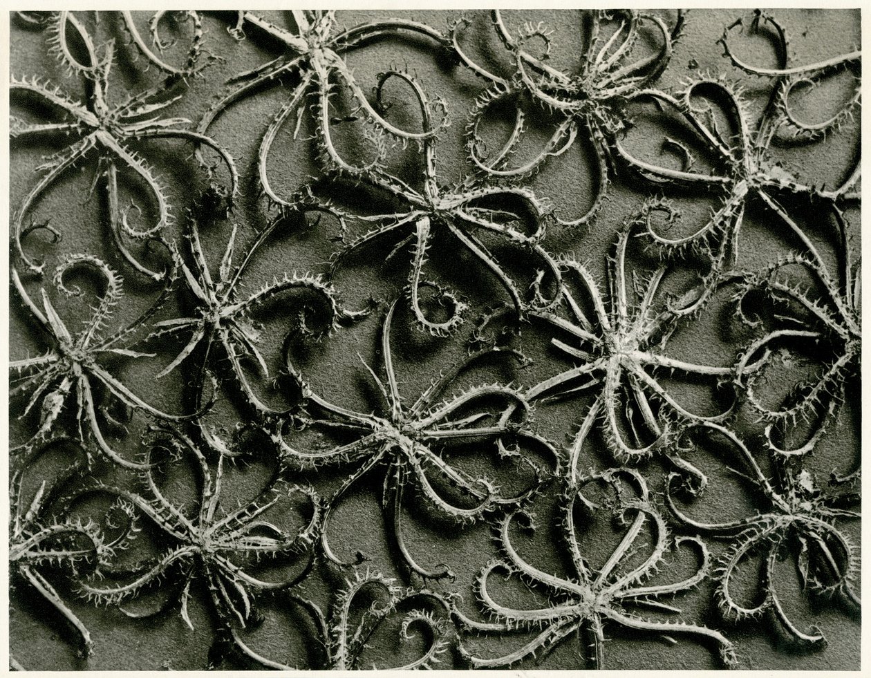 Koelpinia Linearis, 1929 von Karl Blossfeldt