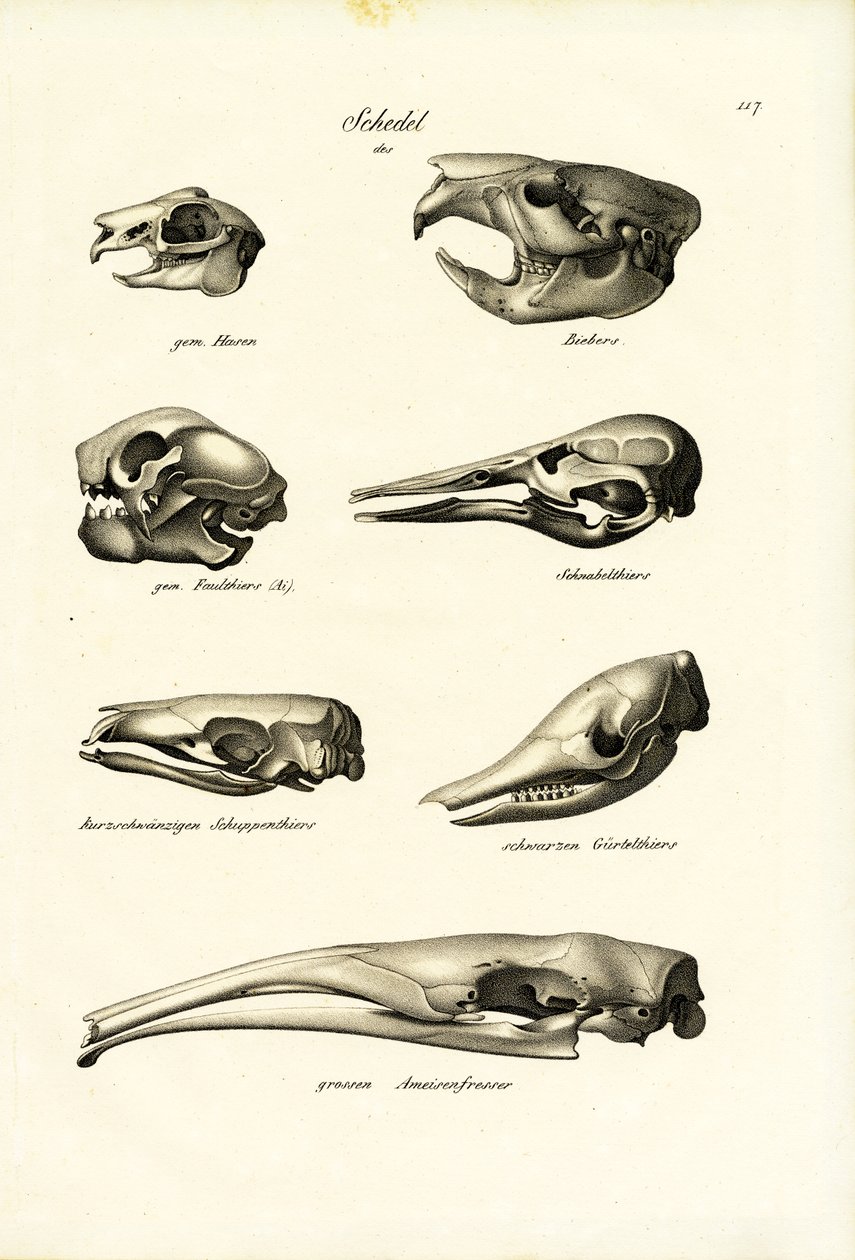 Tierschädel, 1824 von Karl Joseph Brodtmann