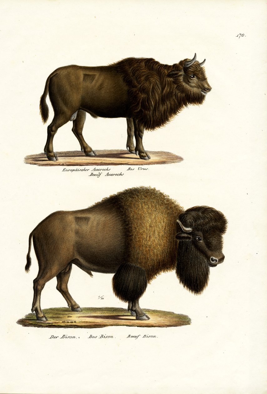 Auerochse, 1824 von Karl Joseph Brodtmann