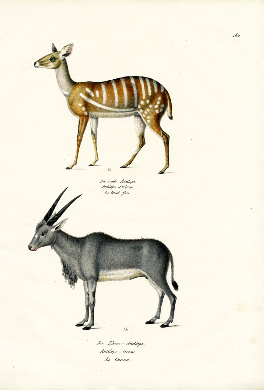 Buschbock, 1824 von Karl Joseph Brodtmann