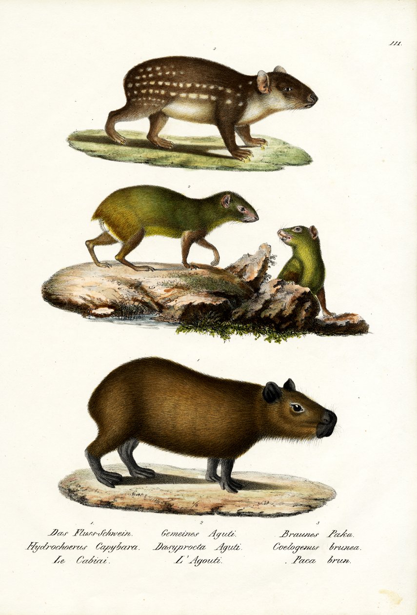 Capybara, 1824 von Karl Joseph Brodtmann