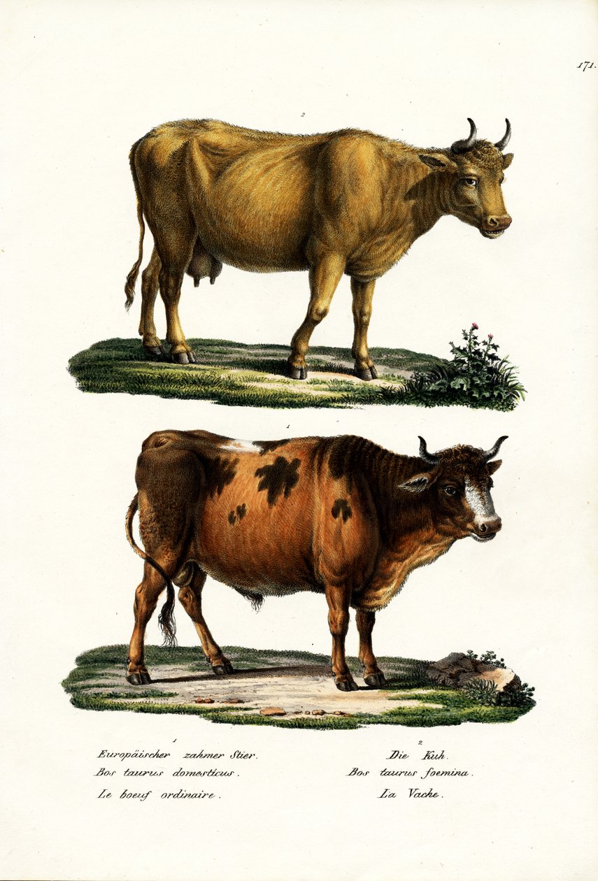 Vieh, 1824 von Karl Joseph Brodtmann