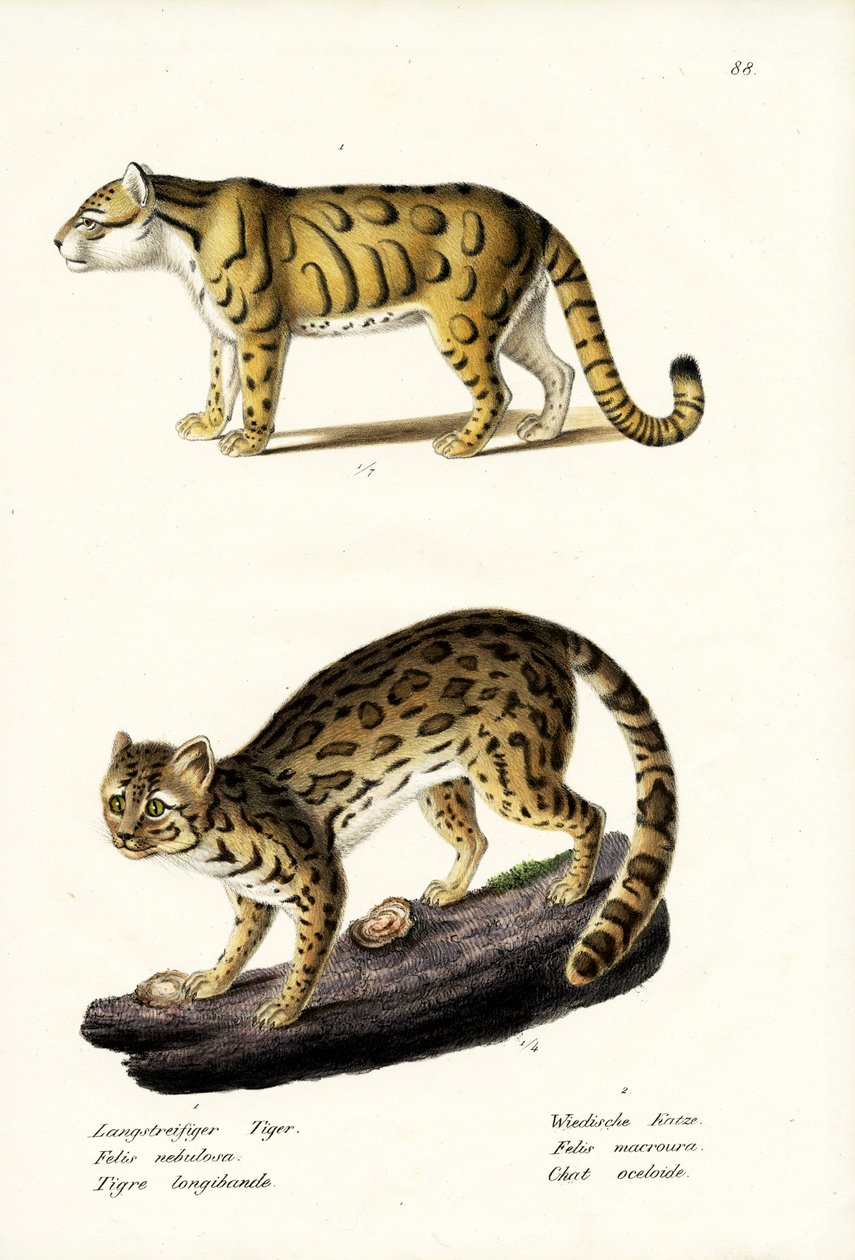 Nebelparder, 1824 von Karl Joseph Brodtmann