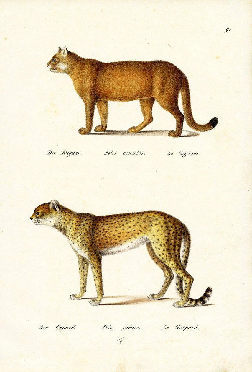 Puma, 1824 von Karl Joseph Brodtmann