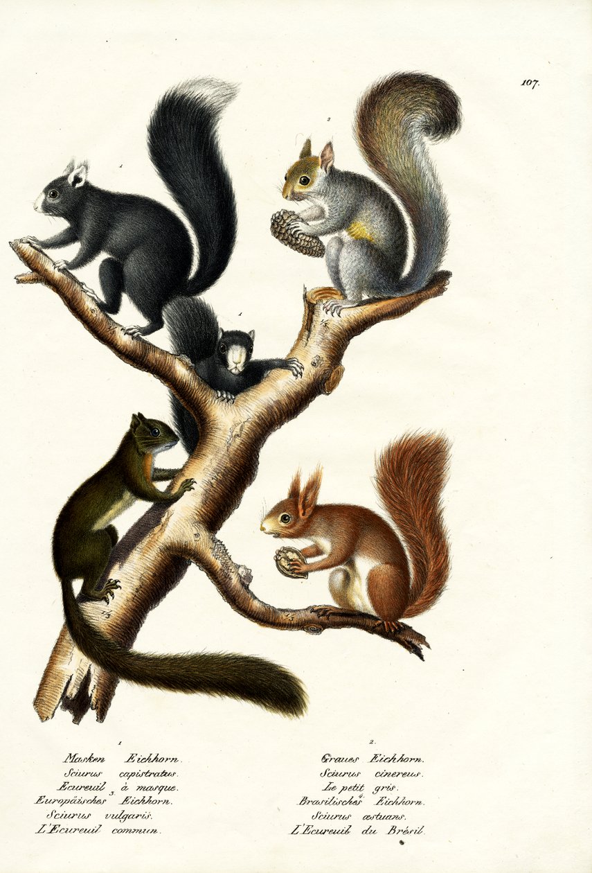 Verschiedene Arten von Eichhörnchen, 1824 von Karl Joseph Brodtmann
