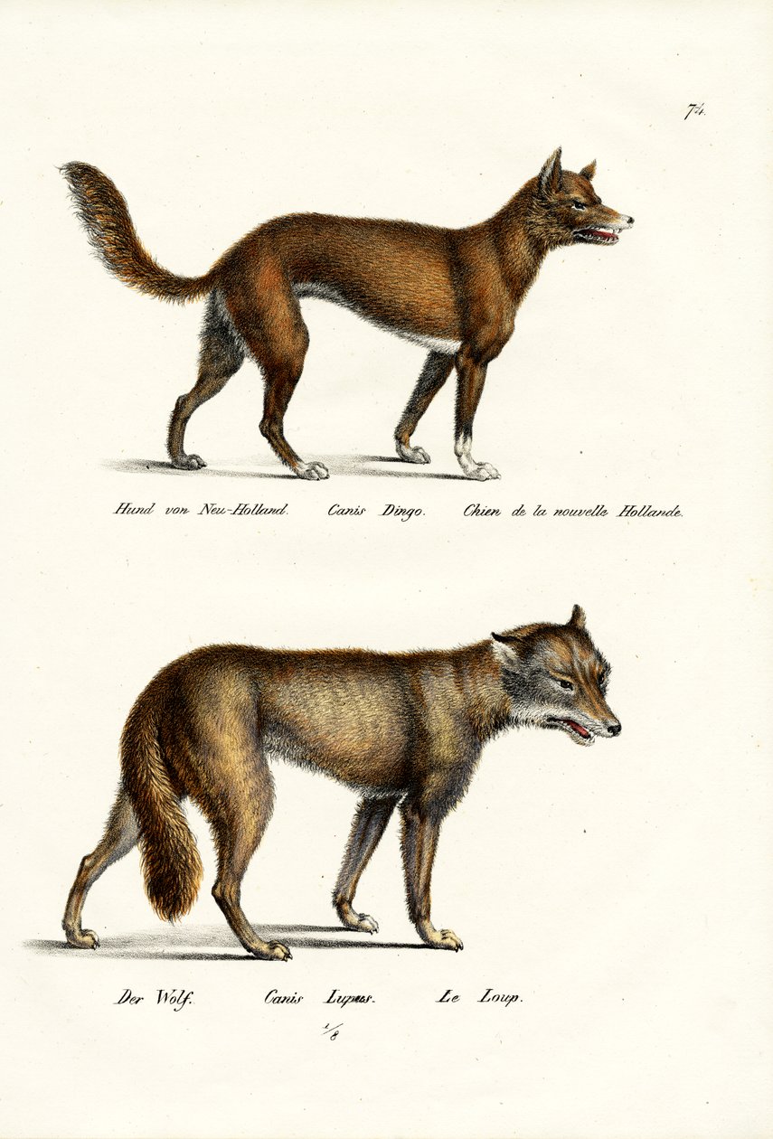 Dingo, 1824 von Karl Joseph Brodtmann