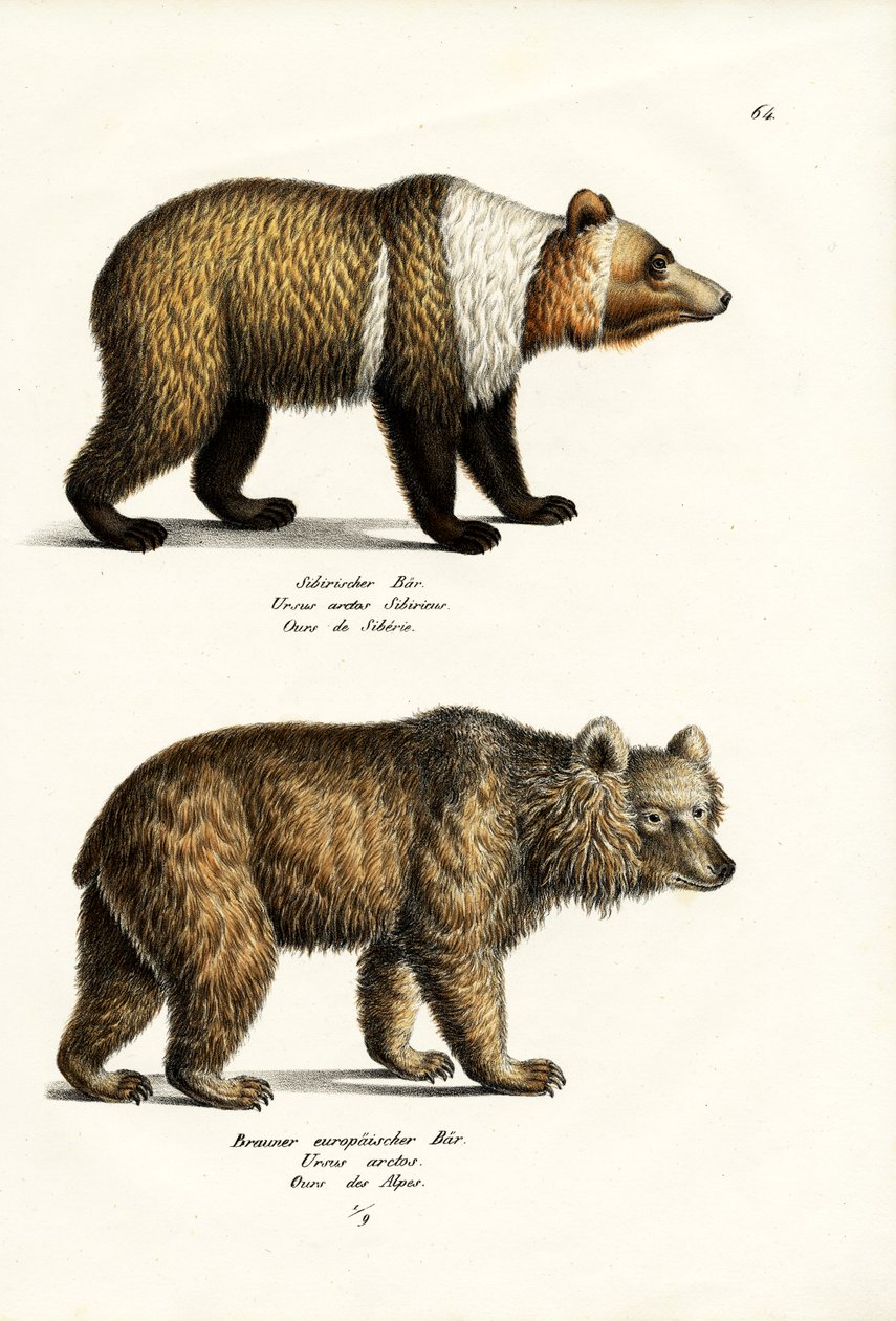 Europäischer Braunbär, 1824 von Karl Joseph Brodtmann
