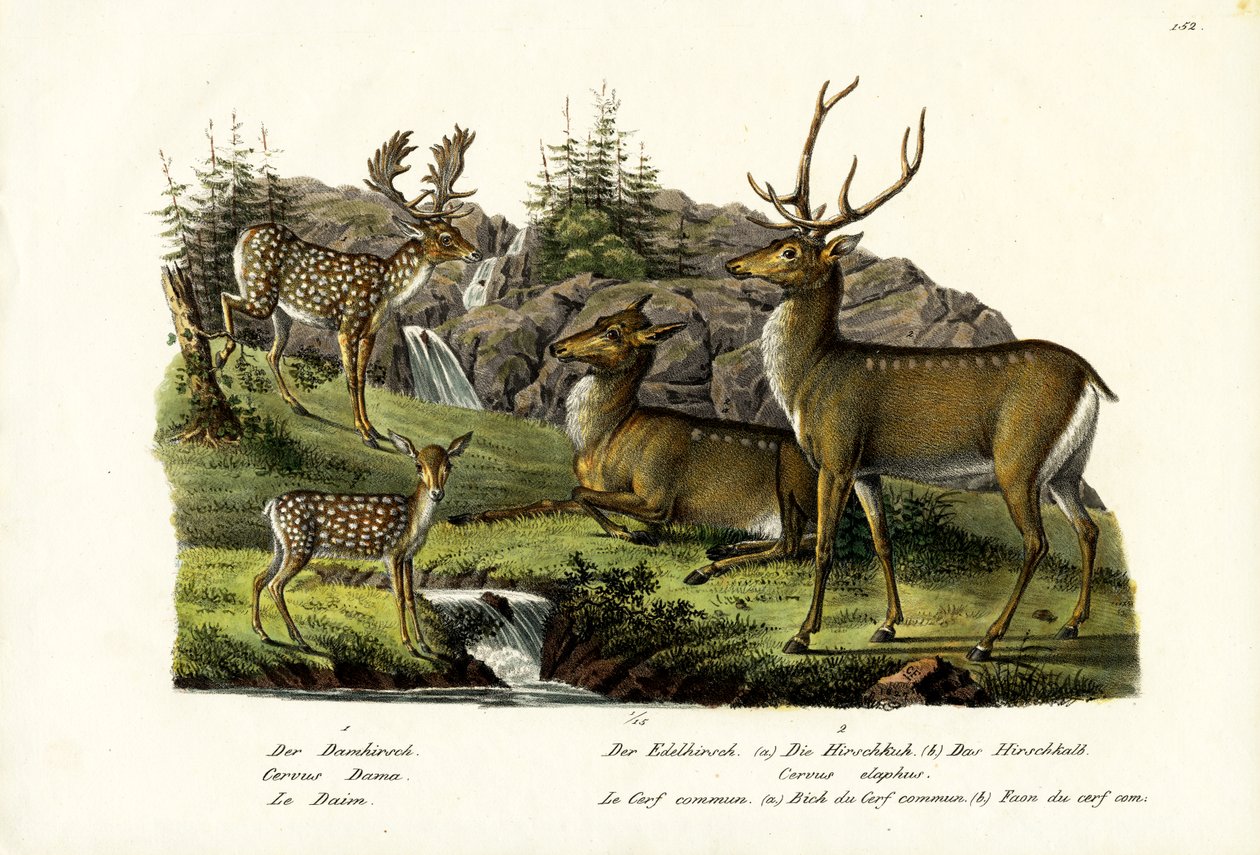 Damwild, 1824 von Karl Joseph Brodtmann