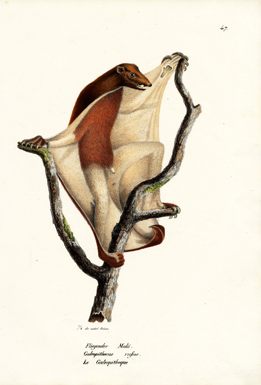 Fliegender Lemur, 1824 von Karl Joseph Brodtmann