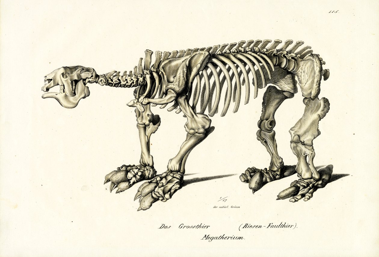 Riesiges Bodenfaultier, 1824 von Karl Joseph Brodtmann