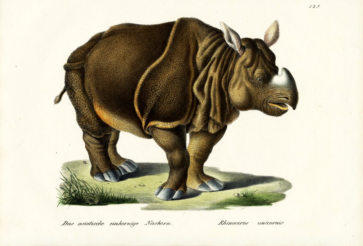 Großes indisches Nashorn, 1824 von Karl Joseph Brodtmann