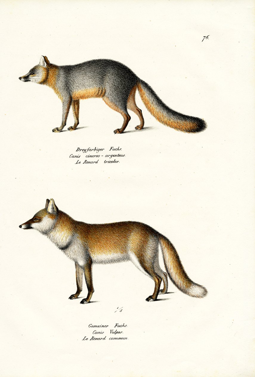 Grauer Fuchs, 1824 von Karl Joseph Brodtmann