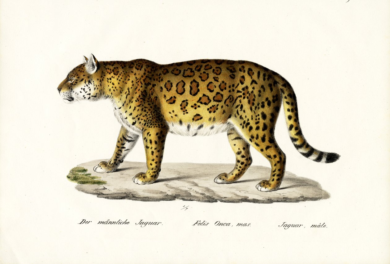 Jaguar, 1824 von Karl Joseph Brodtmann