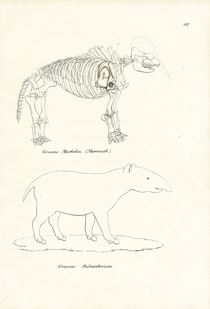 Mastodon, 1824 von Karl Joseph Brodtmann