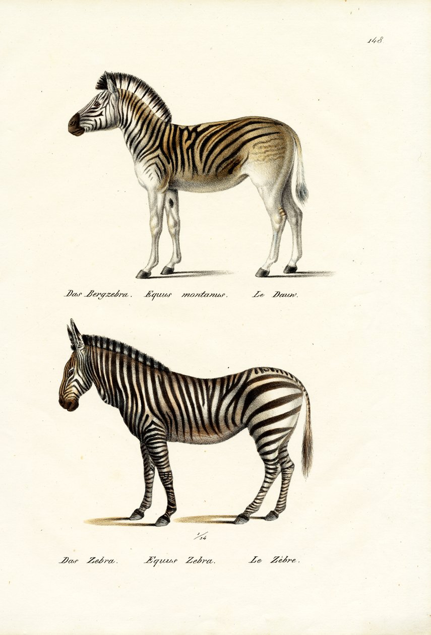 Bergzebra, 1824 von Karl Joseph Brodtmann