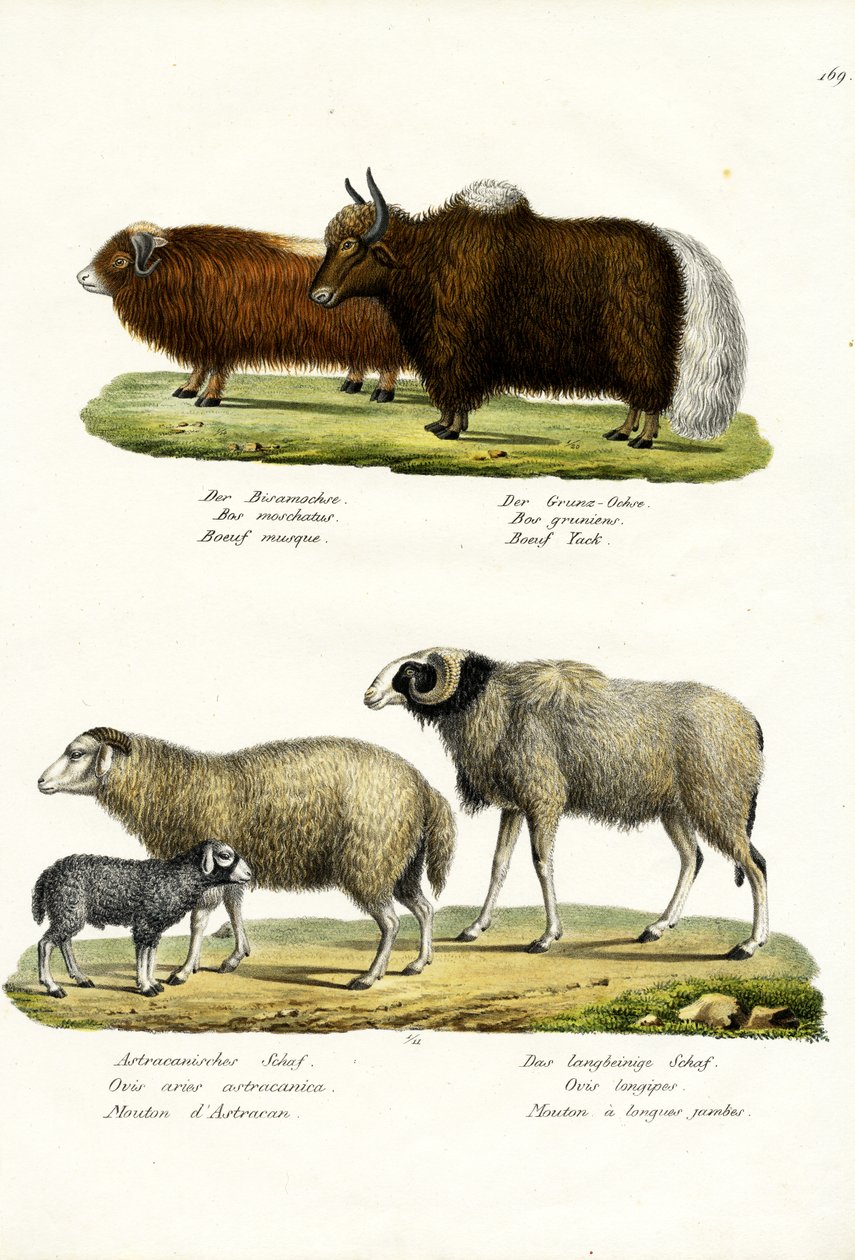 Moschusochse, 1824 von Karl Joseph Brodtmann