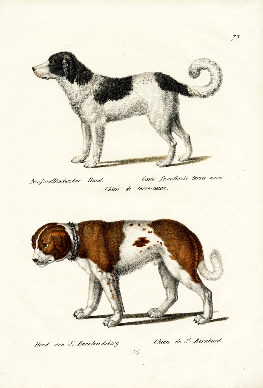 Neufundländer Hund, 1824 von Karl Joseph Brodtmann