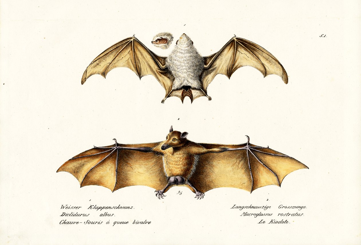 Nördliche Geisterfledermaus, 1824 von Karl Joseph Brodtmann