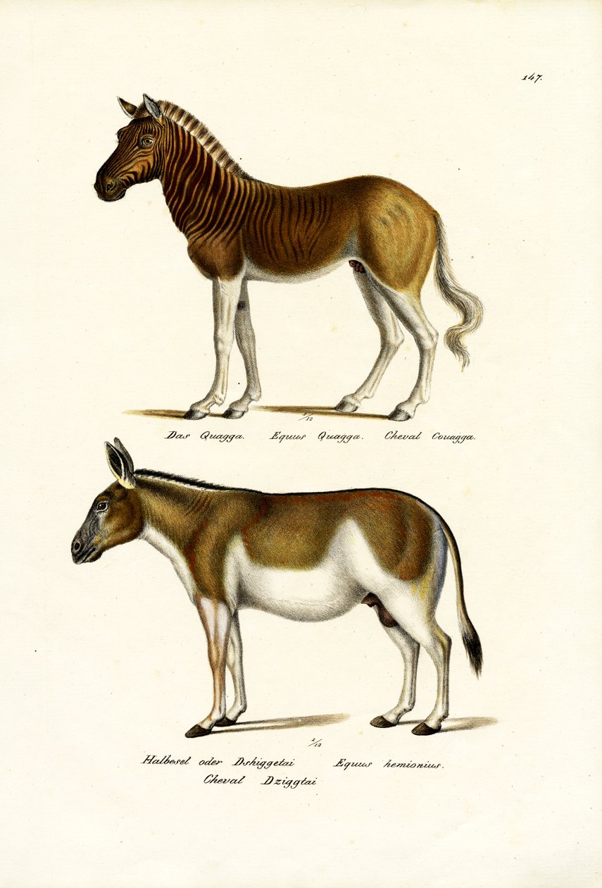 Quagga, 1824 von Karl Joseph Brodtmann