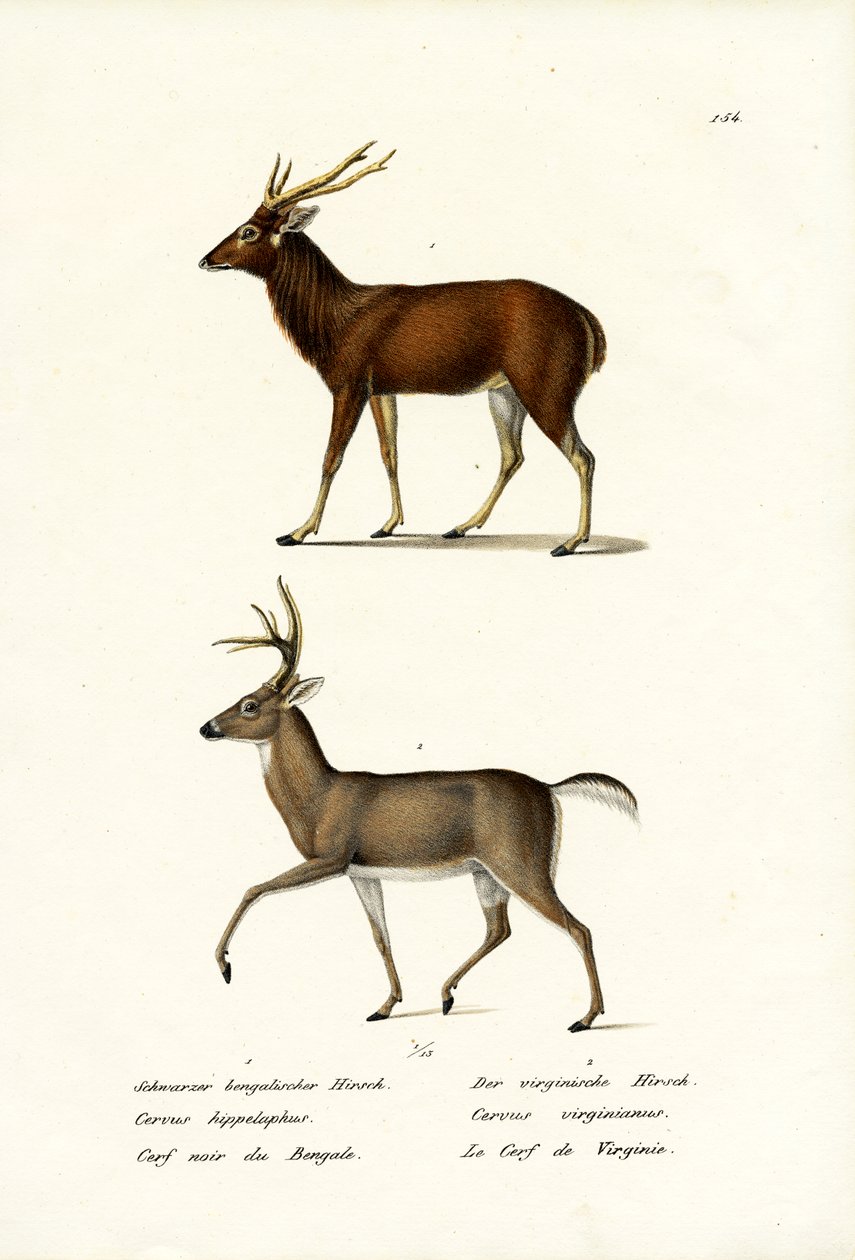 Rothirsch, 1824 von Karl Joseph Brodtmann
