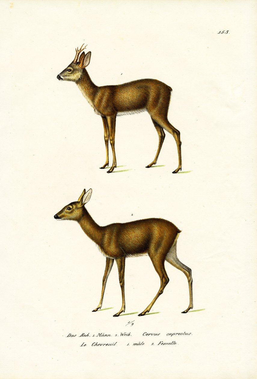 Reh, 1824 von Karl Joseph Brodtmann