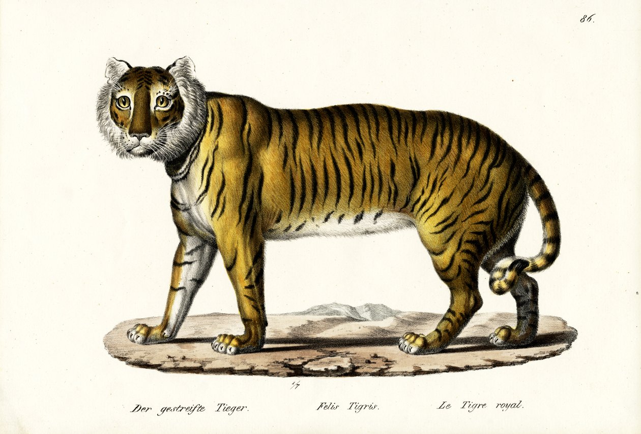 Königstiger, 1824 von Karl Joseph Brodtmann