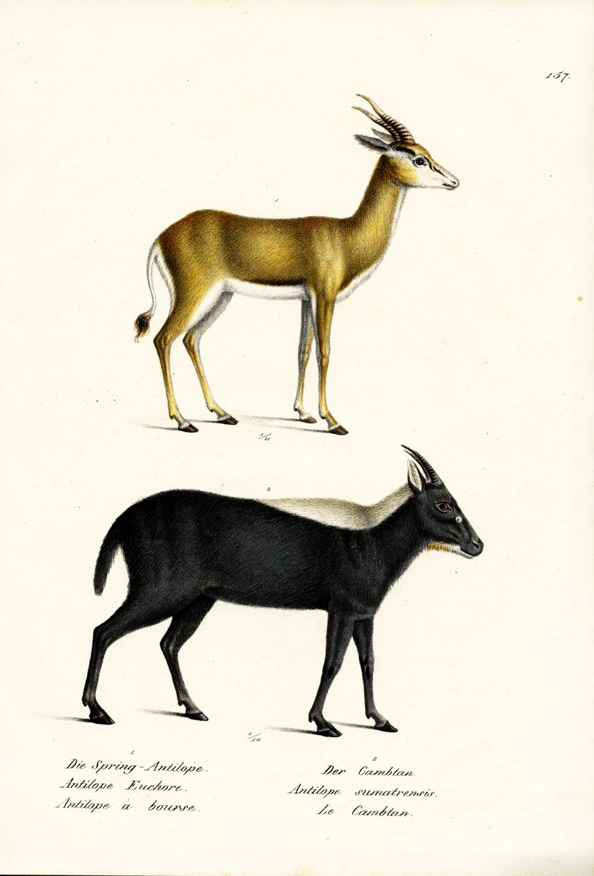 Springbock, 1824 von Karl Joseph Brodtmann