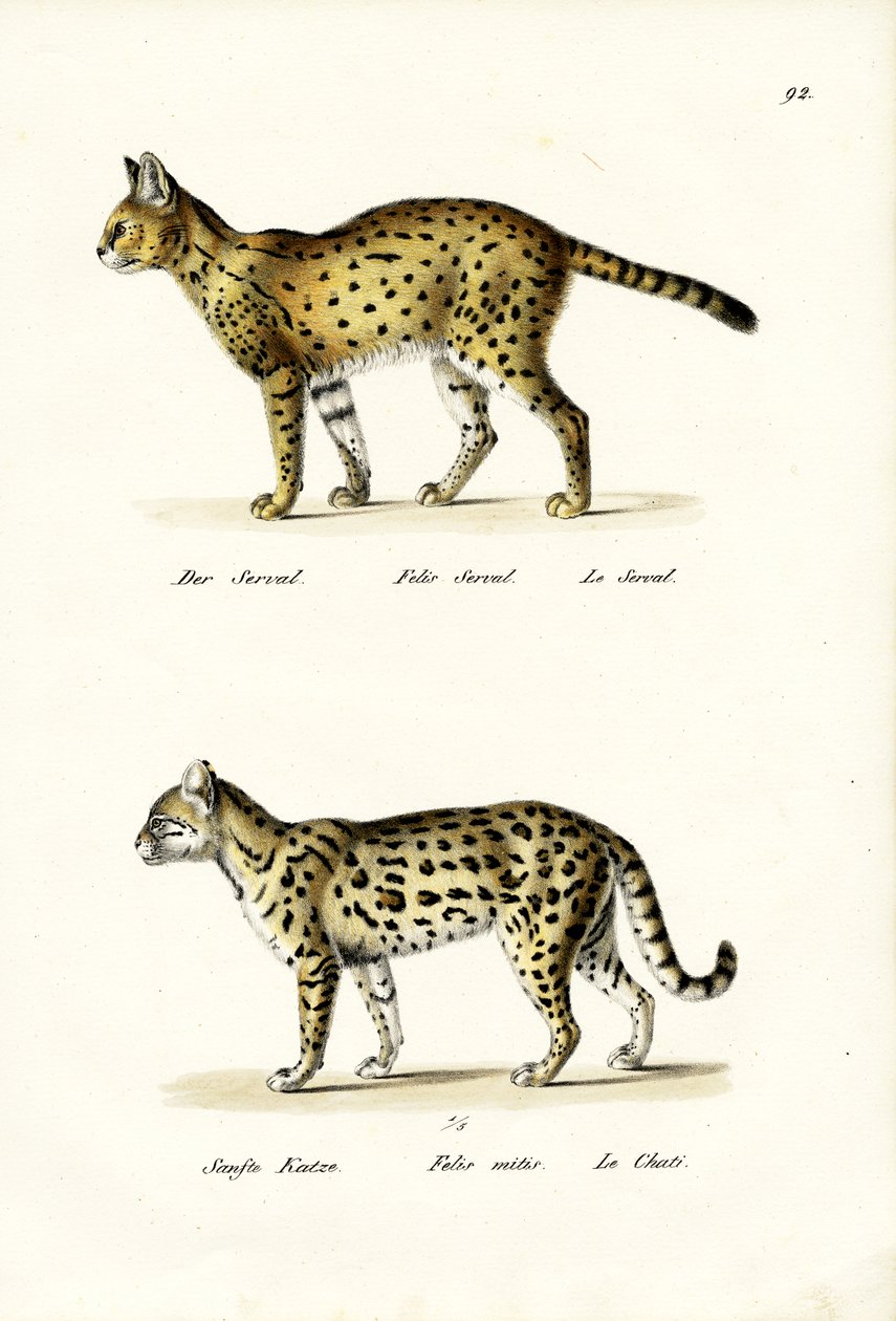 Tigerkatze, 1824 von Karl Joseph Brodtmann