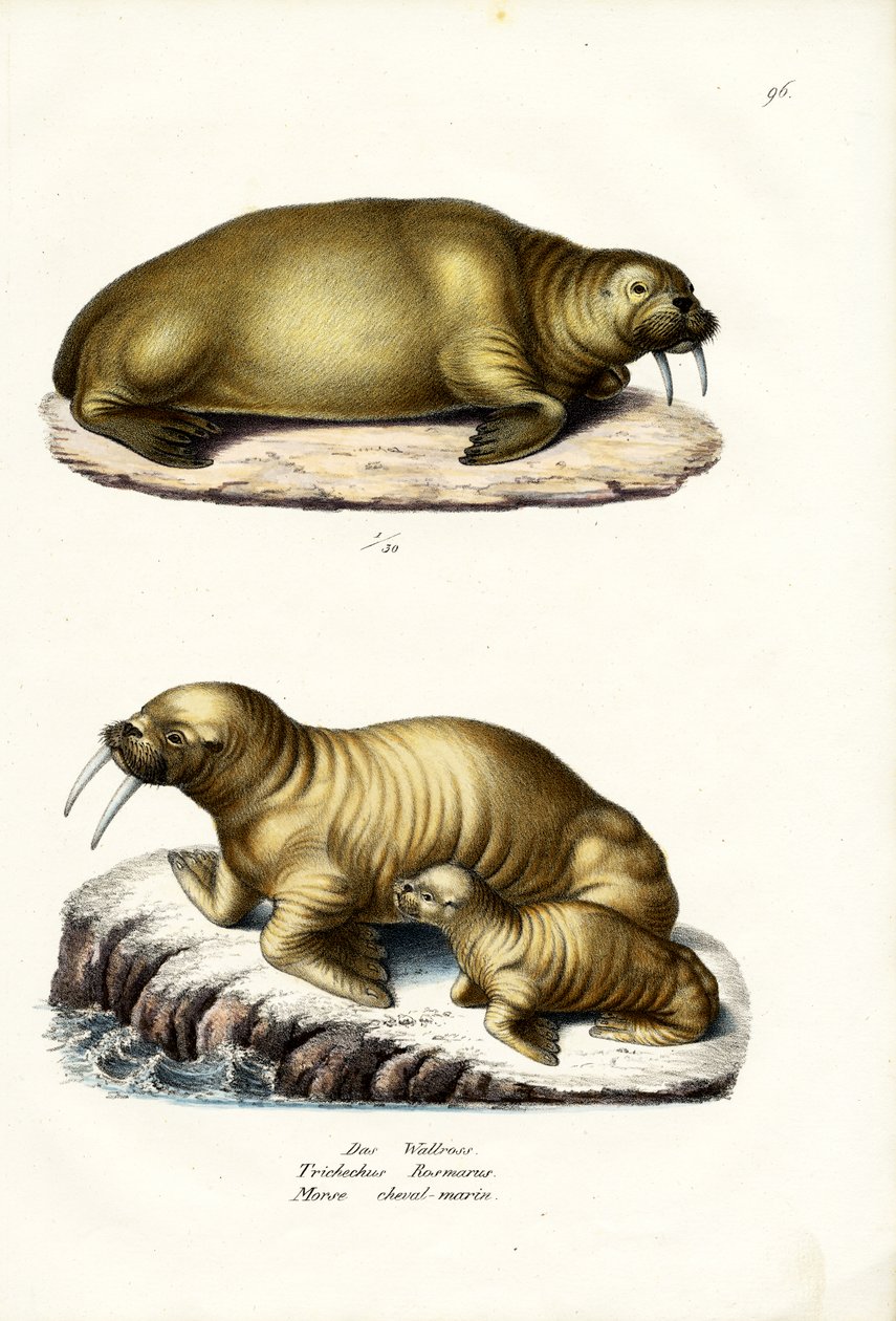 Walross, 1824 von Karl Joseph Brodtmann