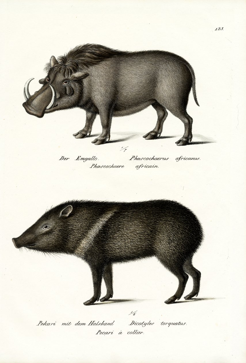 Warzenschwein, 1824 von Karl Joseph Brodtmann