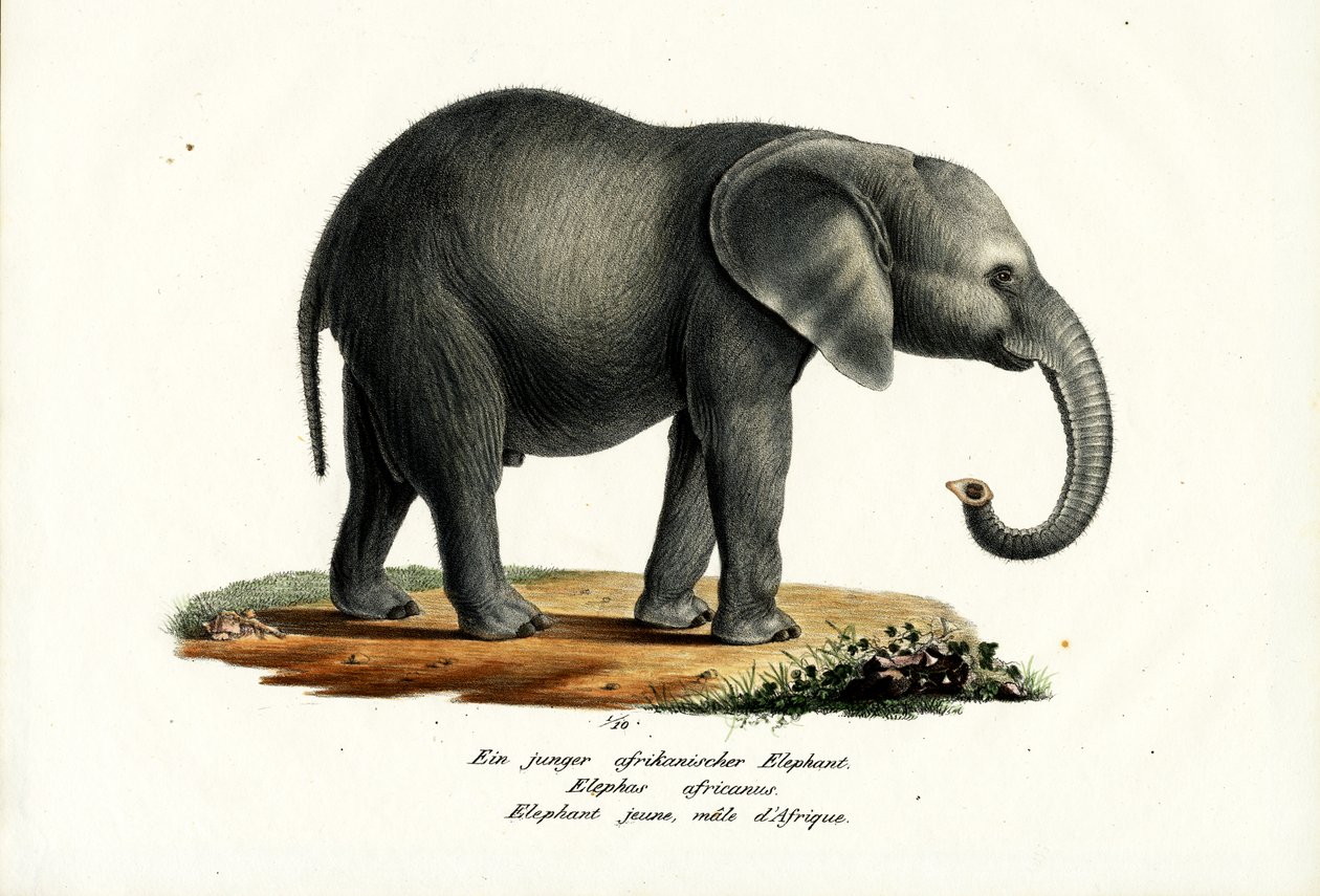 Junger afrikanischer Elefant, 1824 von Karl Joseph Brodtmann