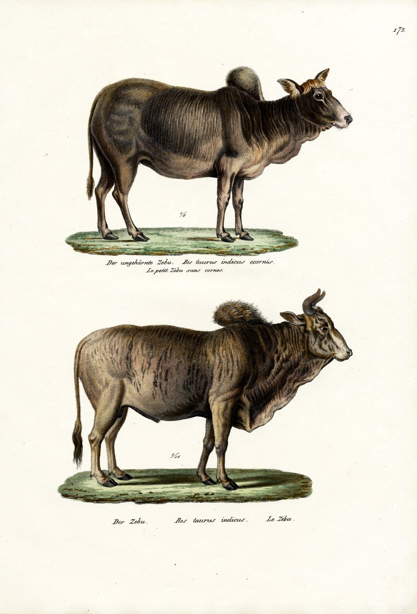 Zebus, 1824 von Karl Joseph Brodtmann