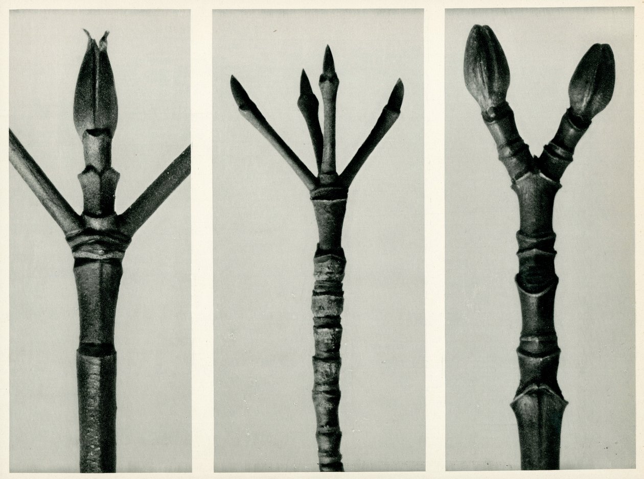 Cornus Nuttallii, 1929 (Fotogravur) von Karl Blossfeldt