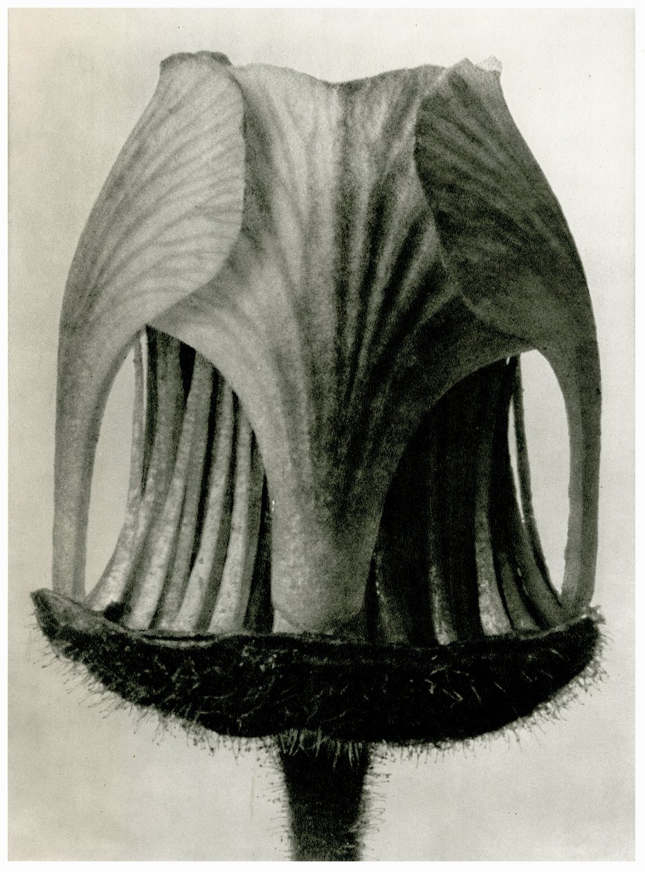 Geum Rivale, 1929 von Karl Blossfeldt