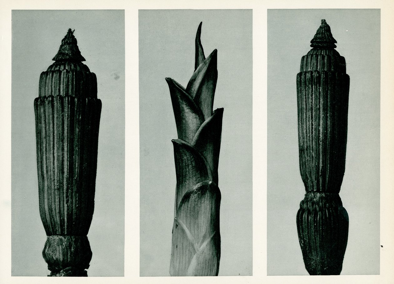 Schachtelhalm, 1929 von Karl Blossfeldt