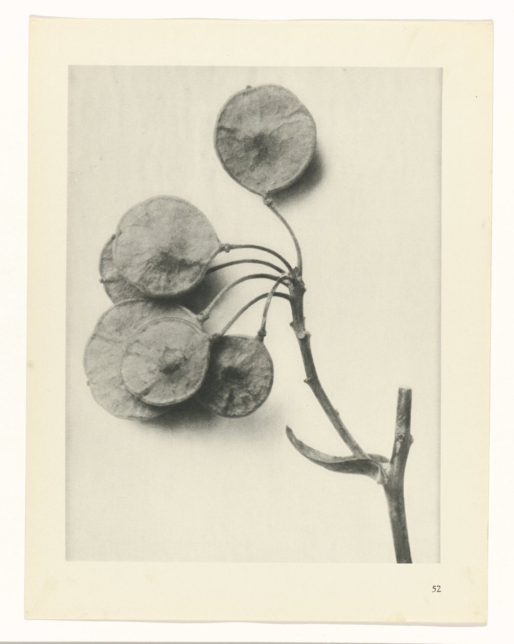Pflanzenstudie (Urformen der Kunst) von Karl Blossfeldt