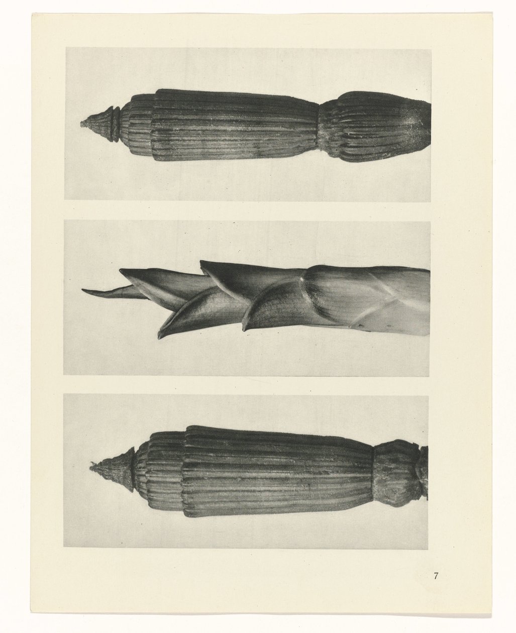 Pflanzenstudie (Urformen der Kunst) von Karl Blossfeldt
