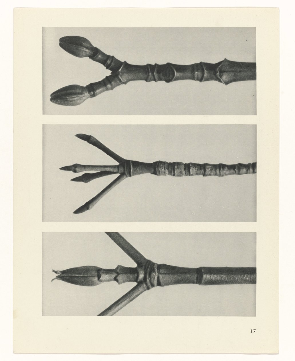 Pflanzenstudie (Urformen der Kunst) von Karl Blossfeldt