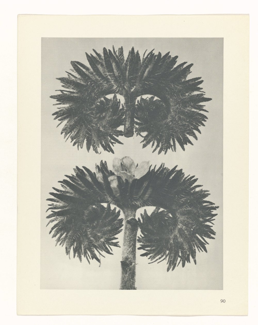Pflanzenstudie (Urformen der Kunst) von Karl Blossfeldt