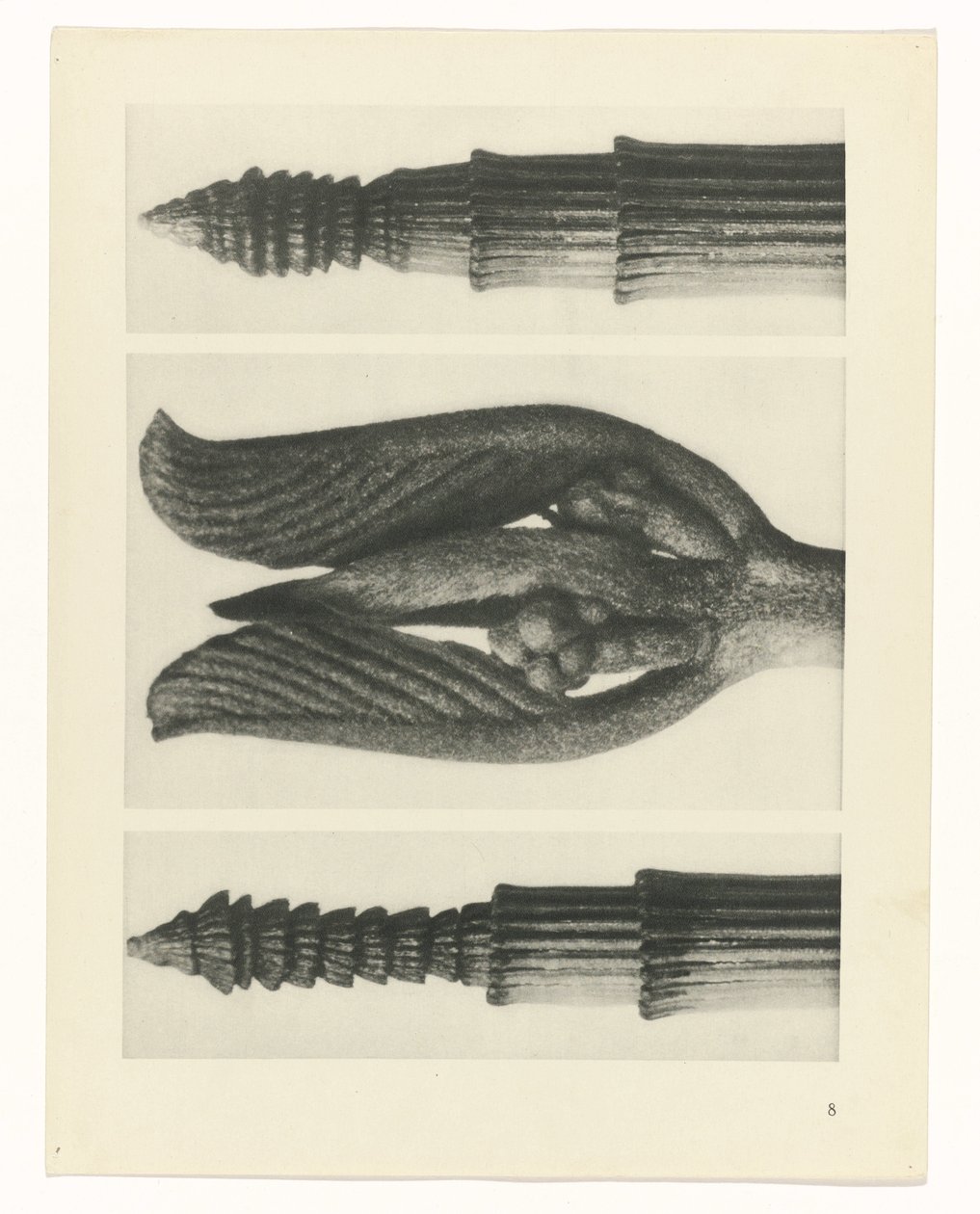 Pflanzenstudie (Urformen der Kunst) von Karl Blossfeldt